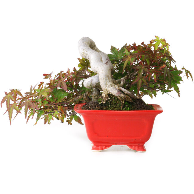 Acer palmatum, 12 cm, ± 20 jaar oud, gefotografeerd in herfstkleuren (20 oktober)