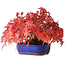 Acer palmatum, 15,5 cm, ± 25 Jahre alt, fotografiert in Herbstfarben (20. Oktober)