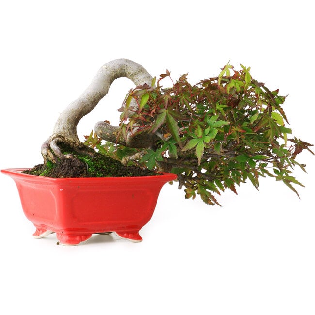 Acer palmatum, 12 cm, ± 20 anni, fotografato nei colori autunnali (20 ottobre)