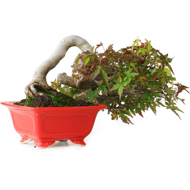 Acer palmatum, 12 cm, ± 20 años, fotografiado con colores otoñales (octubre de 20)