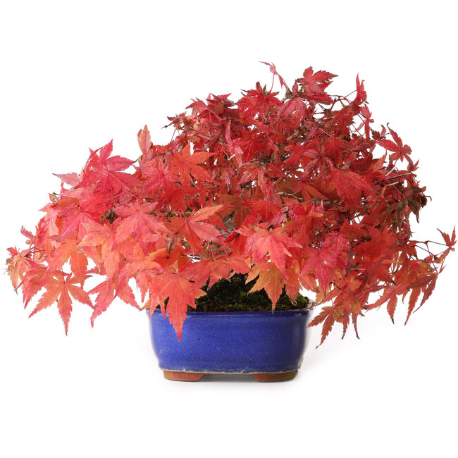Acer palmatum, 15,5 cm, ± 25 Jahre alt, fotografiert in Herbstfarben (20. Oktober)
