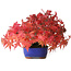 Acer palmatum, 15,5 cm, ± 25 años, fotografiado con colores otoñales (20 de octubre)