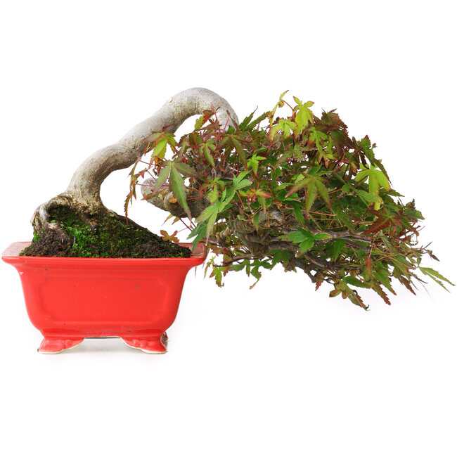 Acer palmatum, 12 cm, ± 20 jaar oud, gefotografeerd in herfstkleuren (20 oktober)