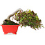 Acer palmatum, 12 cm, ± 20 jaar oud, gefotografeerd in herfstkleuren (20 oktober)