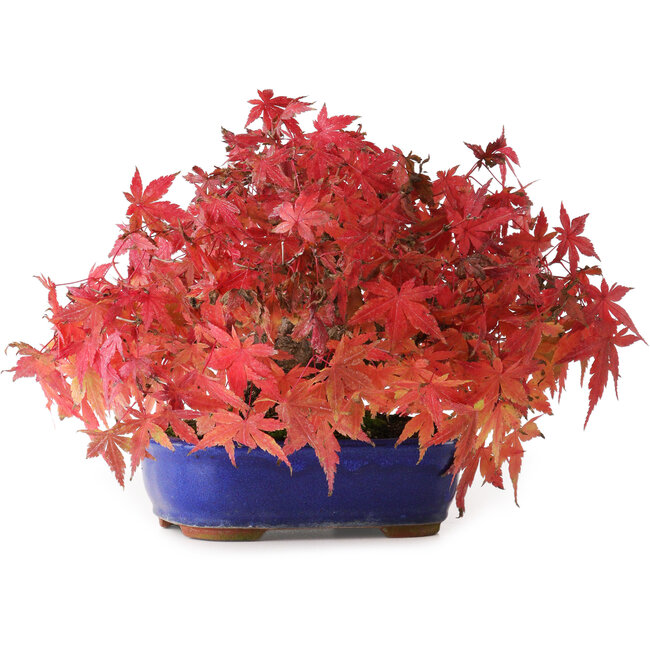 Acer palmatum, 15,5 cm, ± 25 ans, photographié aux couleurs d'automne (20 octobre)
