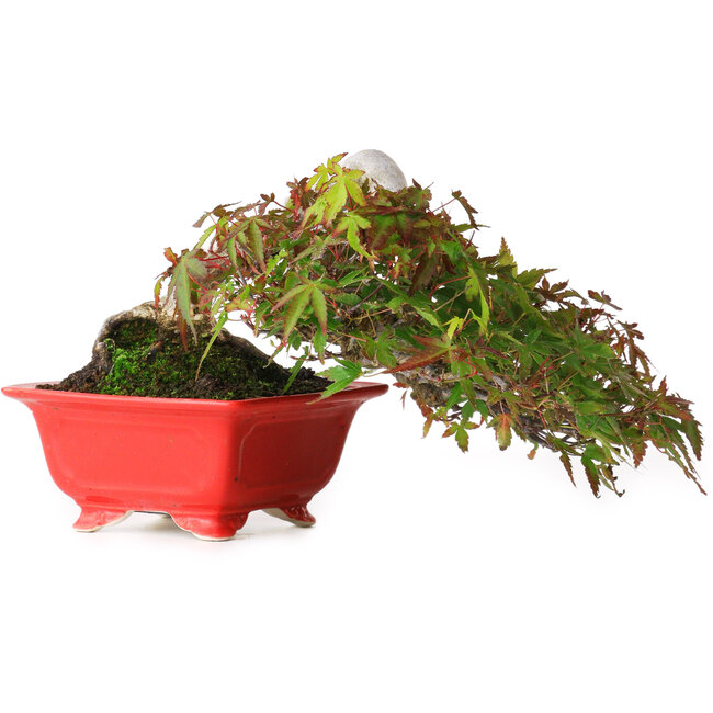 Acer palmatum, 12 cm, ± 20 jaar oud, gefotografeerd in herfstkleuren (20 oktober)