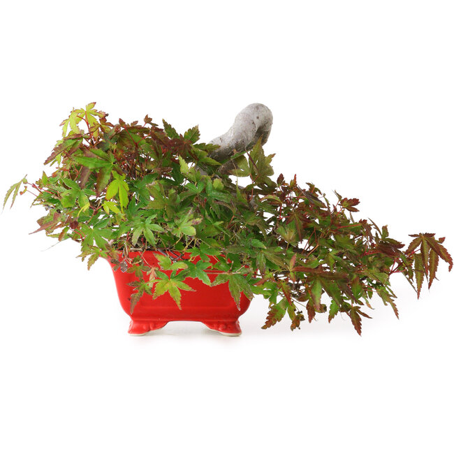 Acer palmatum, 12 cm, ± 20 years old, photographed in autumn colours (October 20)