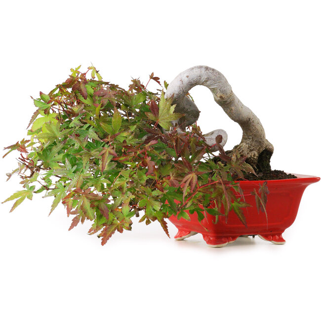 Acer palmatum, 12 cm, ± 20 anni, fotografato nei colori autunnali (20 ottobre)