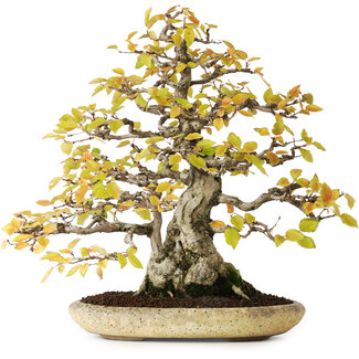 Shuhuo Carpinus coreana, 38 cm, ± 50 ans