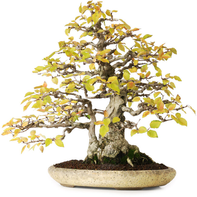 Carpinus coreana, 38 cm, ± 50 jaar oud, in een handgemaakte Japanse pot van Shuhuo, gefotografeerd in herfstkleuren (20 oktober)