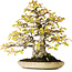 Carpinus coreana, 38 cm, ± 50 years old, in a handmade japanese pot by Shuhuo, photographed in autumn colours (October 20)