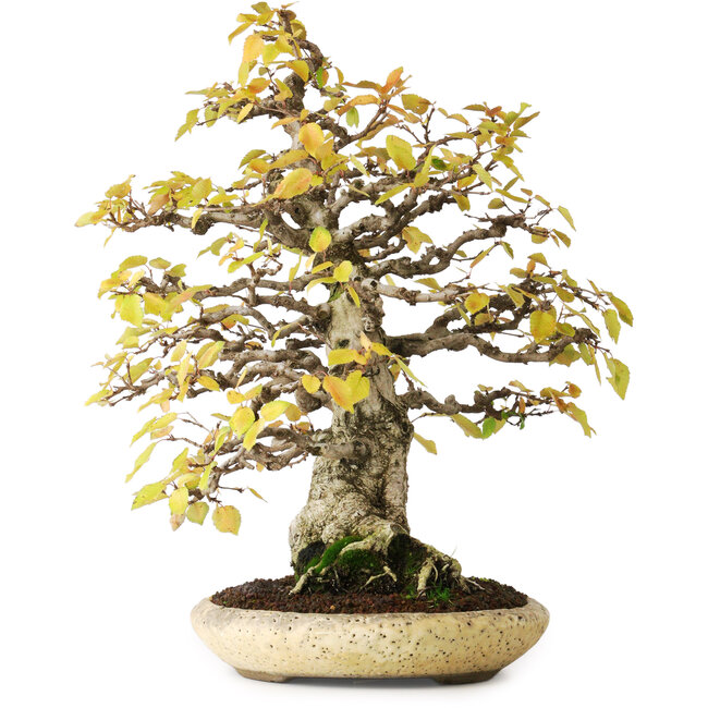 Carpinus coreana, 38 cm, ± 50 Jahre alt, in einem handgefertigten japanischen Topf von Shuhuo, fotografiert in Herbstfarben (20. Oktober)