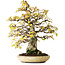 Carpinus coreana, 38 cm, ± 50 ans, dans un pot japonais fait main par Shuhuo, photographié aux couleurs d'automne (20 octobre)