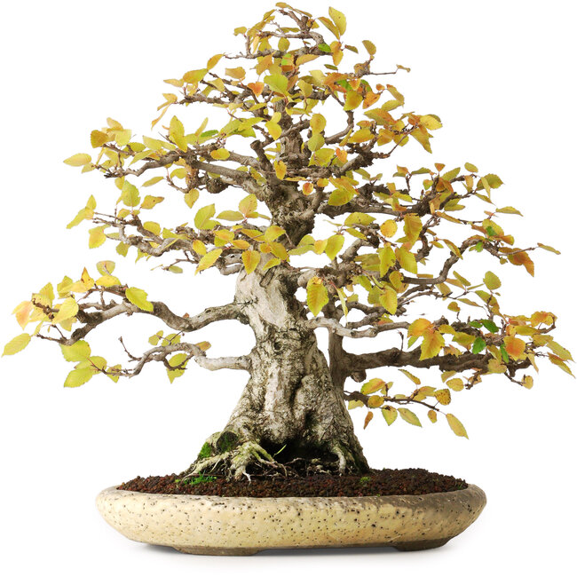 Carpinus coreana, 38 cm, ± 50 anni, in un vaso giapponese fatto a mano da Shuhuo, fotografato nei colori autunnali (20 ottobre)