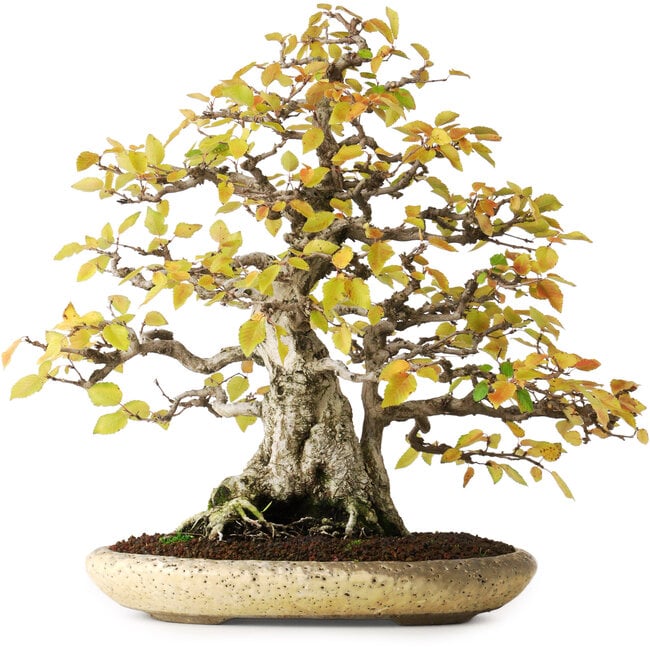 Carpinus coreana, 38 cm, ± 50 ans, dans un pot japonais fait main par Shuhuo, photographié aux couleurs d'automne (20 octobre)