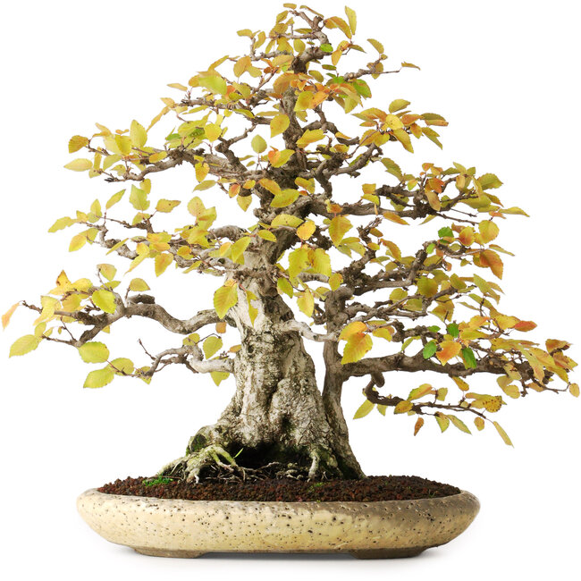 Carpinus coreana, 38 cm, ± 50 jaar oud, in een handgemaakte Japanse pot van Shuhuo, gefotografeerd in herfstkleuren (20 oktober)