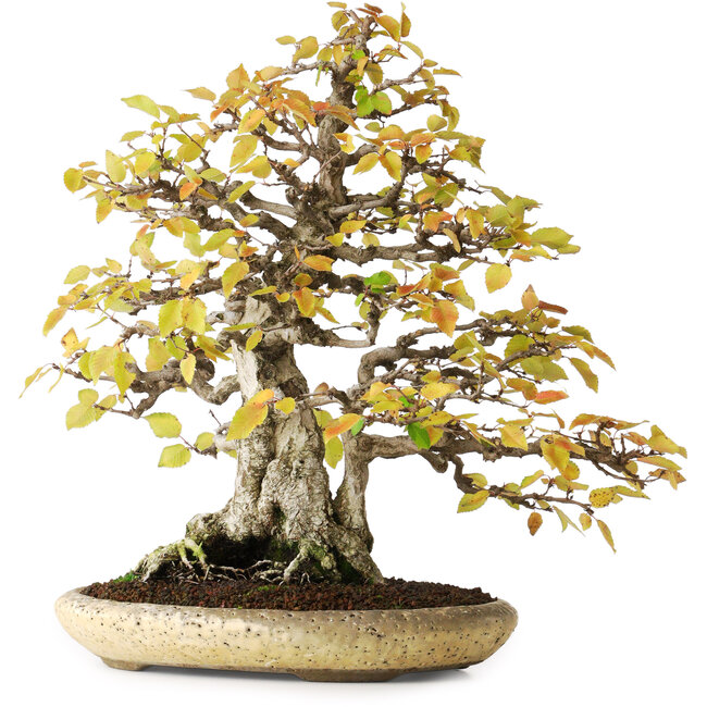 Carpinus coreana, 38 cm, ± 50 jaar oud, in een handgemaakte Japanse pot van Shuhuo, gefotografeerd in herfstkleuren (20 oktober)