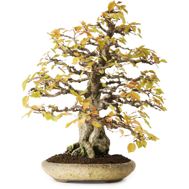 Carpinus coreana, 38 cm, ± 50 years old, in a handmade japanese pot by Shuhuo, photographed in autumn colours (October 20)