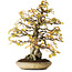 Carpinus coreana, 38 cm, ± 50 ans, dans un pot japonais fait main par Shuhuo, photographié aux couleurs d'automne (20 octobre)
