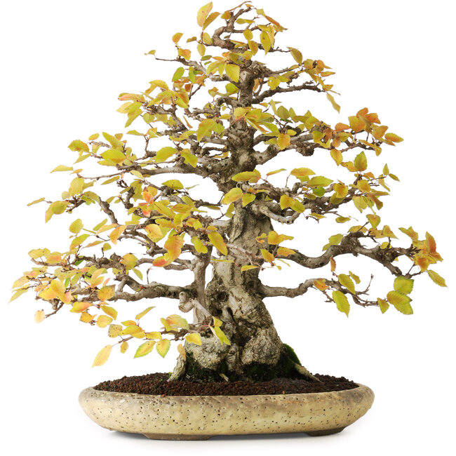 Carpinus coreana, 38 cm, ± 50 anni, in un vaso giapponese fatto a mano da Shuhuo, fotografato nei colori autunnali (20 ottobre)