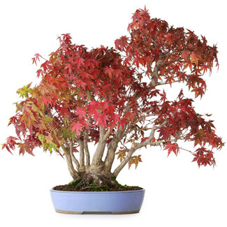 Acer palmatum, 37,5 cm, ± 25 ans