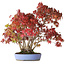 Acer palmatum, 37,5 cm, ± 25 años, con un nebari de 7,5 cm y raíces de hasta 12,5 cm, fotografiado con colores otoñales (20 de octubre)