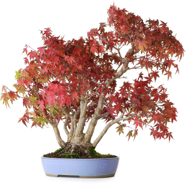 Acer palmatum, 37,5 cm, ± 25 years old, with a nebari of 7,5 cm and roots up to 12,5 cm, photographed in autumn colours (October 20)