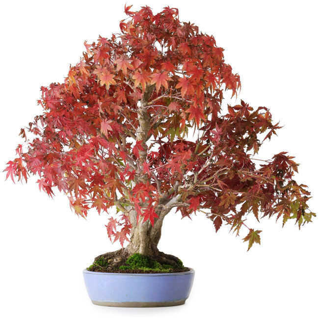 Acer palmatum, 37,5 cm, ± 25 jaar oud, met een nebari van 7,5 cm en wortels tot 12,5 cm, gefotografeerd in herfstkleuren (20 oktober)