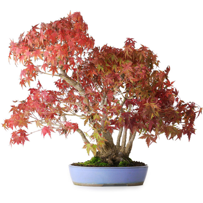 Acer palmatum, 37,5 cm, ± 25 years old, with a nebari of 7,5 cm and roots up to 12,5 cm, photographed in autumn colours (October 20)