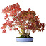 Acer palmatum, 37,5 cm, ± 25 años, con un nebari de 7,5 cm y raíces de hasta 12,5 cm, fotografiado con colores otoñales (20 de octubre)
