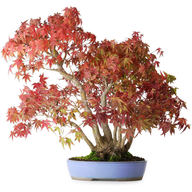 Acer palmatum, 37,5 cm, ± 25 ans, avec un nebari de 7,5 cm et des racines jusqu'à 12,5 cm, photographié aux couleurs d'automne (20 octobre)