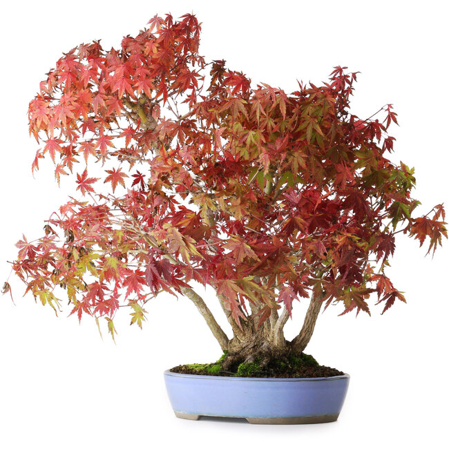 Acer palmatum, 37,5 cm, ± 25 años, con un nebari de 7,5 cm y raíces de hasta 12,5 cm, fotografiado con colores otoñales (20 de octubre)