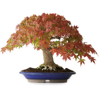 Acer palmatum, 27 cm, ± 40 ans