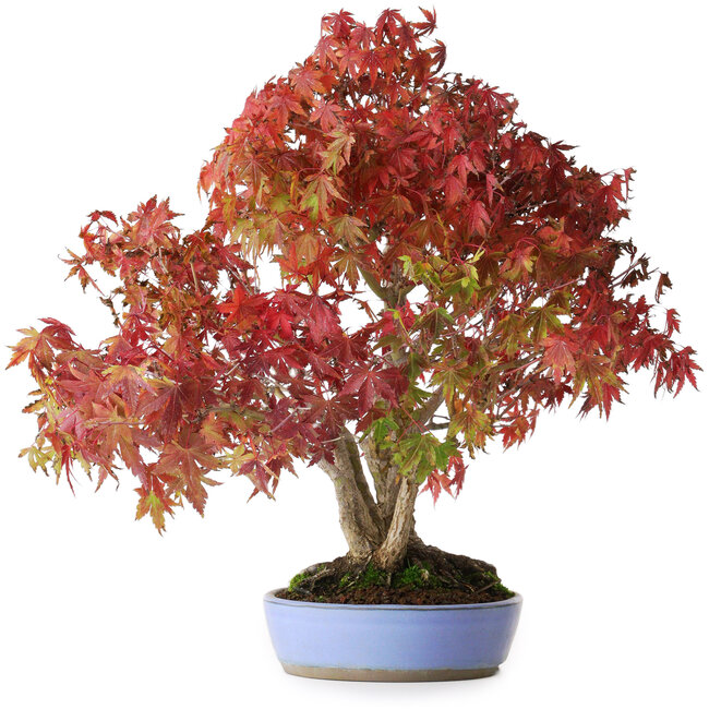 Acer palmatum, 37,5 cm, ± 25 years old, with a nebari of 7,5 cm and roots up to 12,5 cm, photographed in autumn colours (October 20)