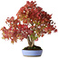 Acer palmatum, 37,5 cm, ± 25 ans, avec un nebari de 7,5 cm et des racines jusqu'à 12,5 cm, photographié aux couleurs d'automne (20 octobre)
