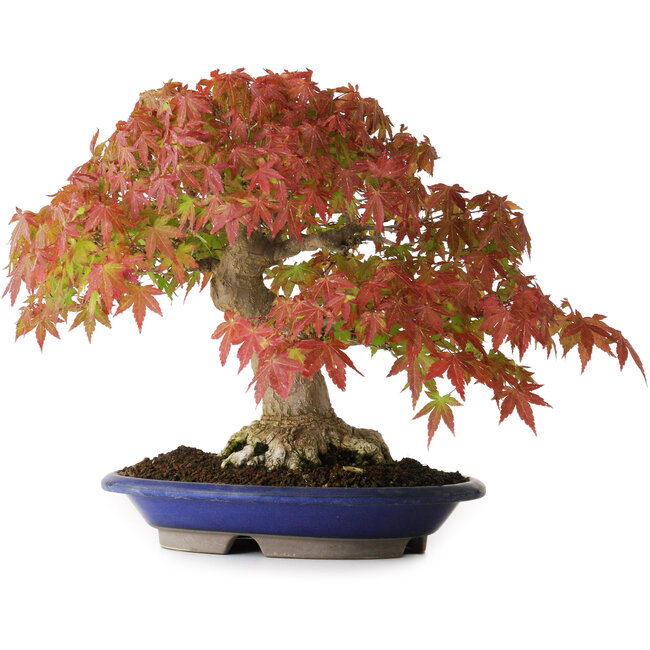 Acer palmatum, 27 cm, ± 40 years old, with a nebari of 7,5 cm and roots up to 12,5 cm, photographed in autumn colours (October 20)