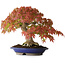 Acer palmatum, 27 cm, ± 40 ans, avec un nebari de 7,5 cm et des racines jusqu'à 12,5 cm, photographié aux couleurs d'automne (20 octobre)