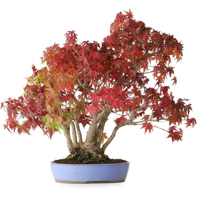 Acer palmatum, 37,5 cm, ± 25 years old, with a nebari of 7,5 cm and roots up to 12,5 cm, photographed in autumn colours (October 20)