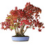 Acer palmatum, 37,5 cm, ± 25 anni, con un nebari di 7,5 cm e radici fino a 12,5 cm, fotografato nei colori autunnali (20 ottobre)