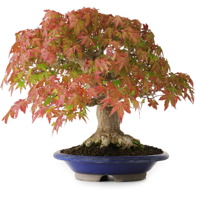 Acer palmatum, 27 cm, ± 40 jaar oud, met een nebari van 7,5 cm en wortels tot 12,5 cm, gefotografeerd in herfstkleuren (20 oktober)