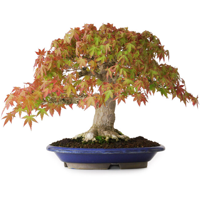 Acer palmatum, 27 cm, ± 40 jaar oud, met een nebari van 7,5 cm en wortels tot 12,5 cm, gefotografeerd in herfstkleuren (20 oktober)