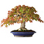 Acer palmatum, 27 cm, ± 40 jaar oud, met een nebari van 7,5 cm en wortels tot 12,5 cm, gefotografeerd in herfstkleuren (20 oktober)