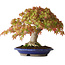 Acer palmatum, 27 cm, ± 40 años, con un nebari de 7,5 cm y raíces de hasta 12,5 cm, fotografiado con colores otoñales (20 de octubre)