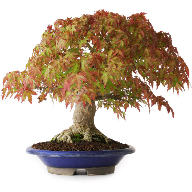 Acer palmatum, 27 cm, ± 40 anni, con un nebari di 7,5 cm e radici fino a 12,5 cm, fotografato nei colori autunnali (20 ottobre)