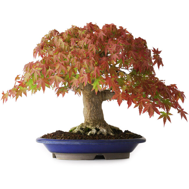 Acer palmatum, 27 cm, ± 40 Jahre alt, mit einem Wurzelhals von 7,5 cm und Wurzeln bis zu 12,5 cm, fotografiert in Herbstfarben (20. Oktober)