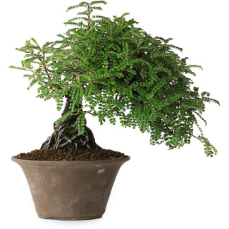 Osteomeles, 17,5 cm, ± 15 jaar oud