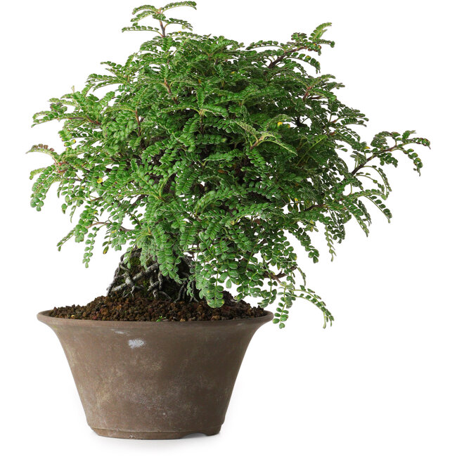 Osteomeles, 17,5 cm, ± 15 jaar oud, gefotografeerd in herfstkleuren (20 oktober)