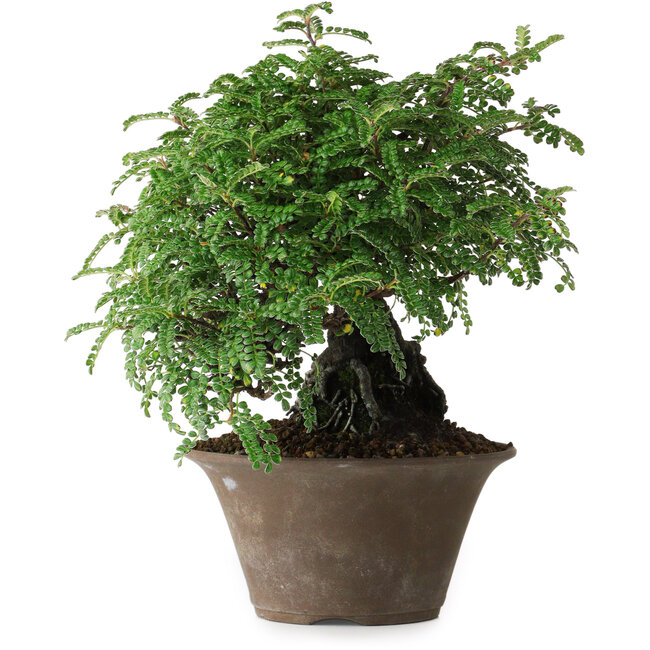 Osteomeles, 17,5 cm, ± 15 Jahre alt, fotografiert in Herbstfarben (20. Oktober)