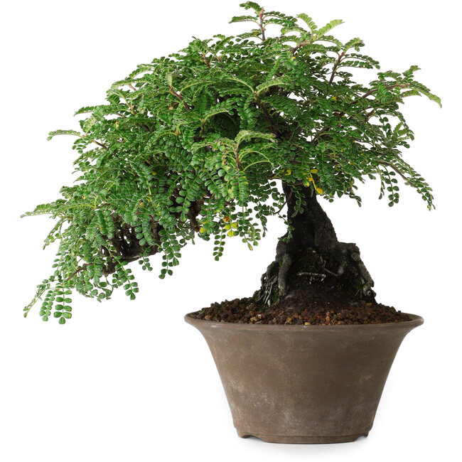 Osteomeles, 17,5 cm, ± 15 jaar oud, gefotografeerd in herfstkleuren (20 oktober)