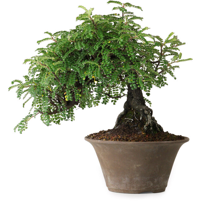 Osteomeles, 17,5 cm, ± 15 years old, photographed in autumn colours (October 20)